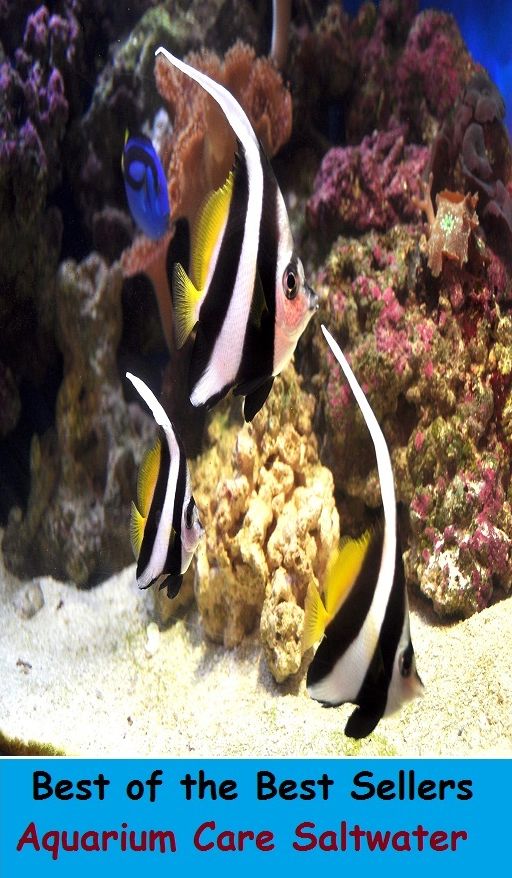 Best of the Best Sellers Aquarium Care Saltwater ( safekeeping, supervision, custody, charge, protection, control, responsibility, guardianship, wardship, help )