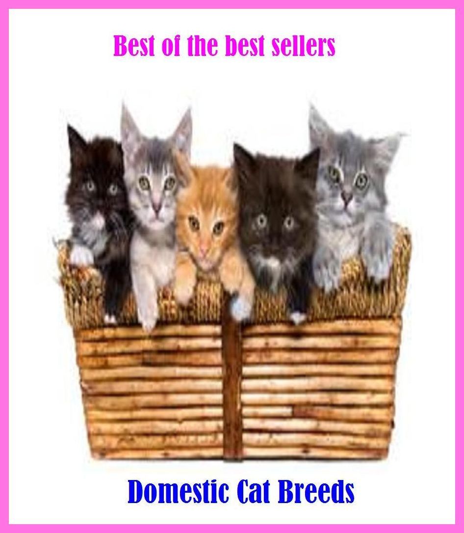 Best of the Best Sellers Domestic Cat Breeds (domestic animal, domestic ass, domestic blindness, domestic carp, domestic cat, domestic debt, domestic dispute, domestic dog, domestic duck, domestic emergencies)