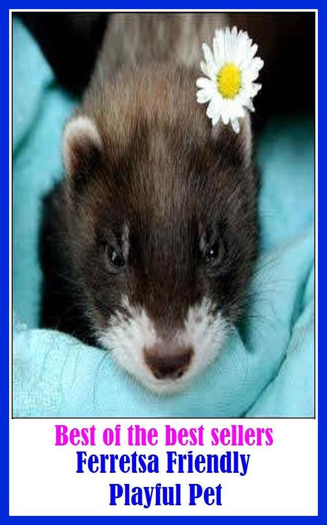 Best of the Best Sellers Ferretsa Friendly Playful Pet (ferreted, ferreted, ferreting, ferret like, ferrets, ferret to, ferret, ferric-, Ferrari, Ferrari)