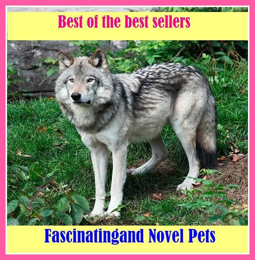 Best of the Best Sellers Fascinatingand Novel Pets (fascistic, plantar, fascia, fascinate, fascinated, fascinating, fascinatingly, fascination, fascination, fascinate, fascination)