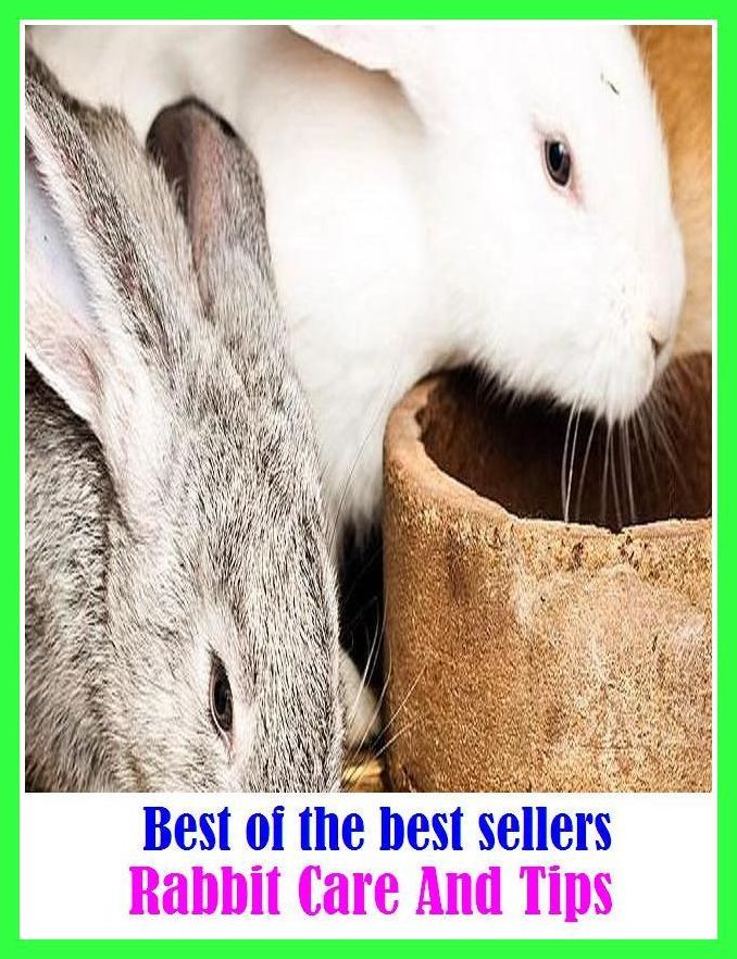 Best of the Best Sellers Rabbit Care And Tips (rabbit banditry, rabbit board, rabbit brush, rabbit burrow, rabbit bush, rabbit ear, rabbit ear mite, rabbit ears, rabbit fever, rabbit fish)