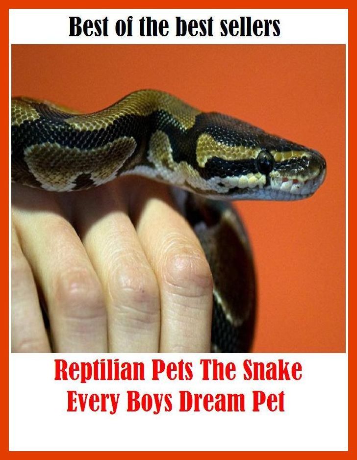 Best of the Best Sellers Reptilian Pets The Snake Every Boys Dream Pet (reptile room, reptile like, reptiles, reptilian, reptilian, reptilian proteins, reptilian, rep tin, lepton, re pub)