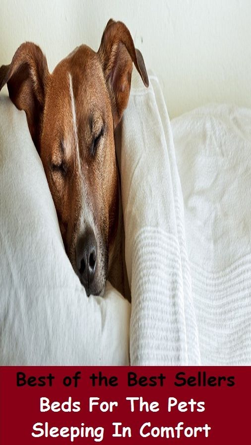 Best of the best seller Beds For The Pets Sleeping In Comfort(buying, commerce, retailing, selling, purchasing, auction, sale, trading, transfer, auctioning, bartering)