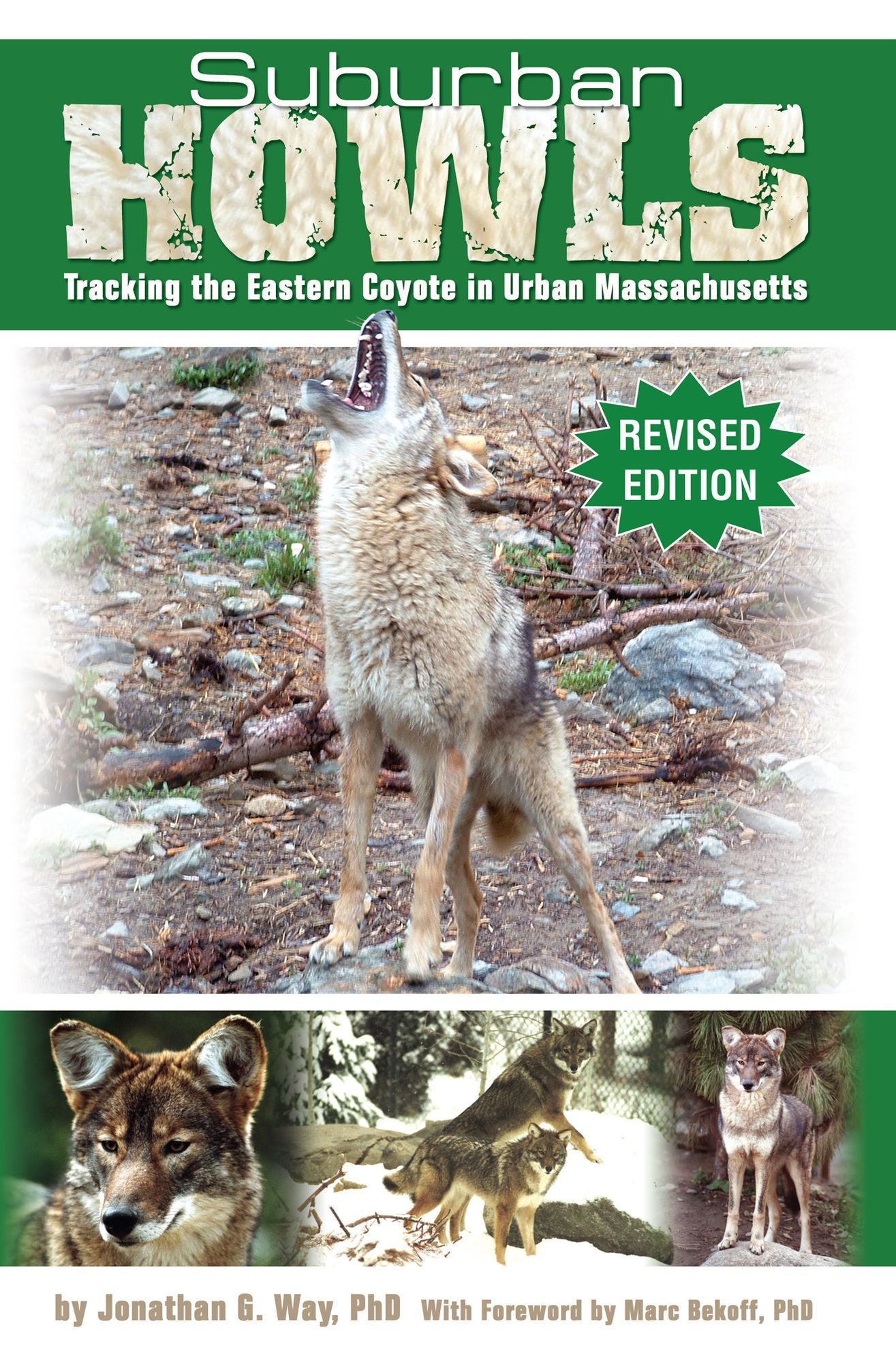 Suburban Howls: Tracking the Eastern Coyote in Urban Massachusetts