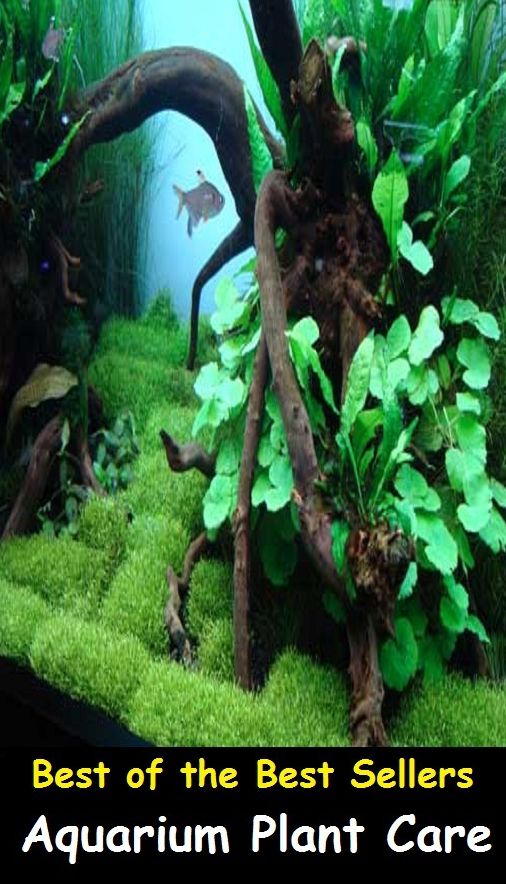 Best of the Best Sellers Aquarium Plant Care ( safekeeping, supervision, custody, charge, protection, control, responsibility, guardianship, wardship, help )