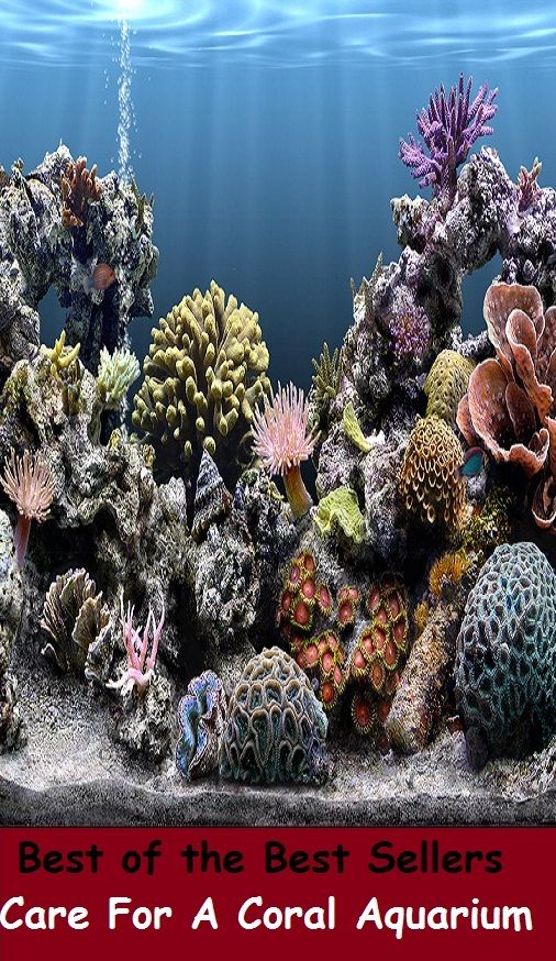 Best of the Best Sellers Care For A Coral Aquarium ( safekeeping, supervision, custody, charge, protection, control, responsibility, guardianship, wardship, help )
