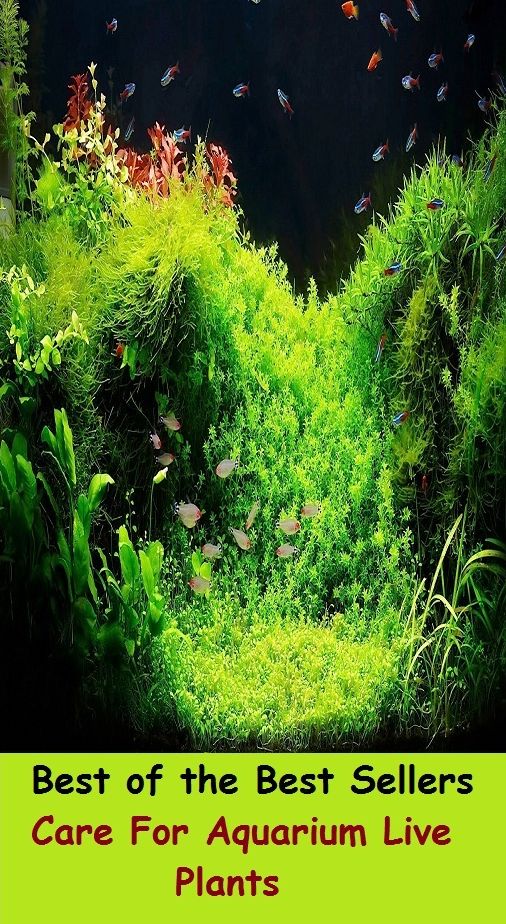 Best of the Best Sellers Care For Aquarium Live Plants ( safekeeping, supervision, custody, charge, protection, control, responsibility, guardianship, wardship, help )