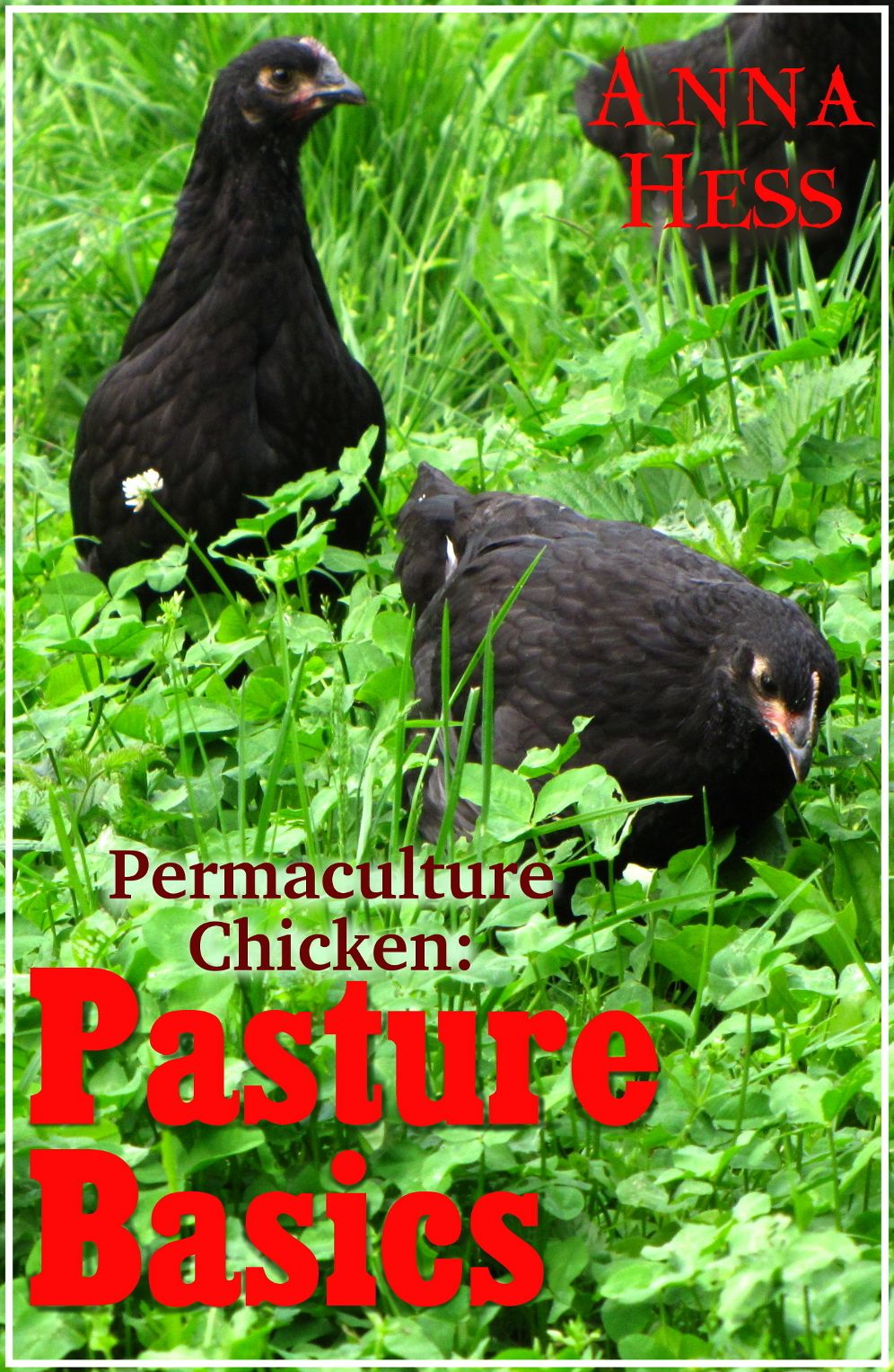 Pasture Basics: How to Keep the Grass Green and Your Chickens Happy