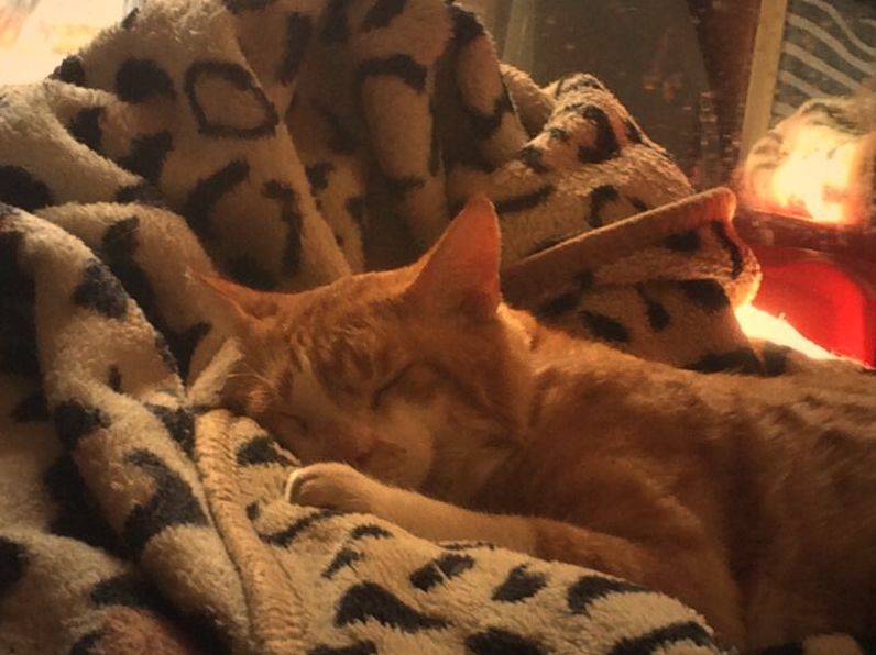 Boss Cats Secret Mission