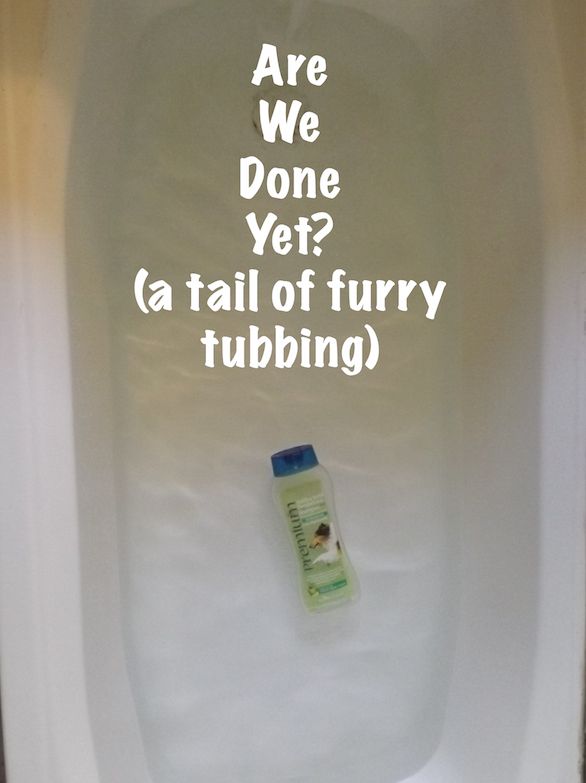 Are We Done Yet? (a tail of furry tubbing)
