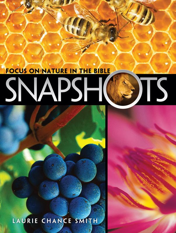 Snapshots
