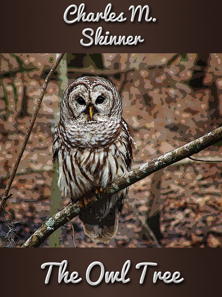 The Owl Tree