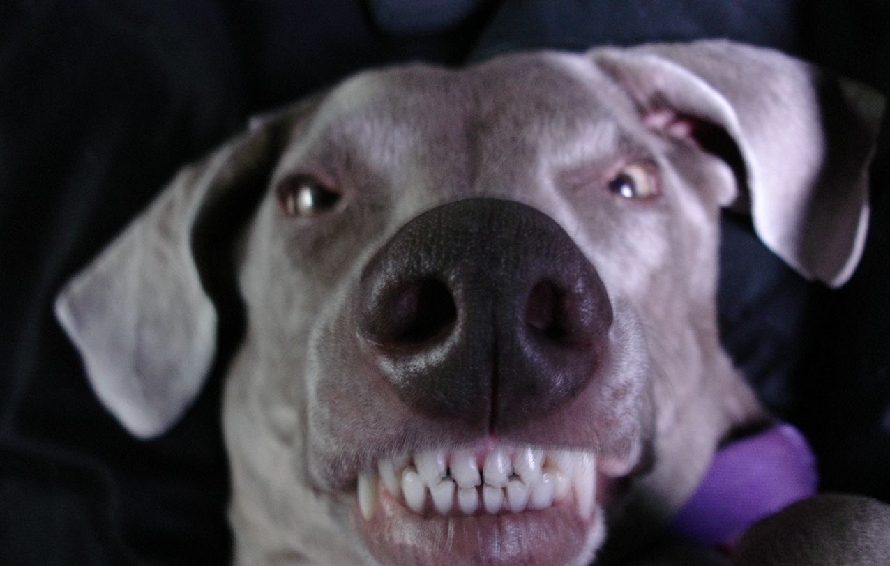 The Good Mutt