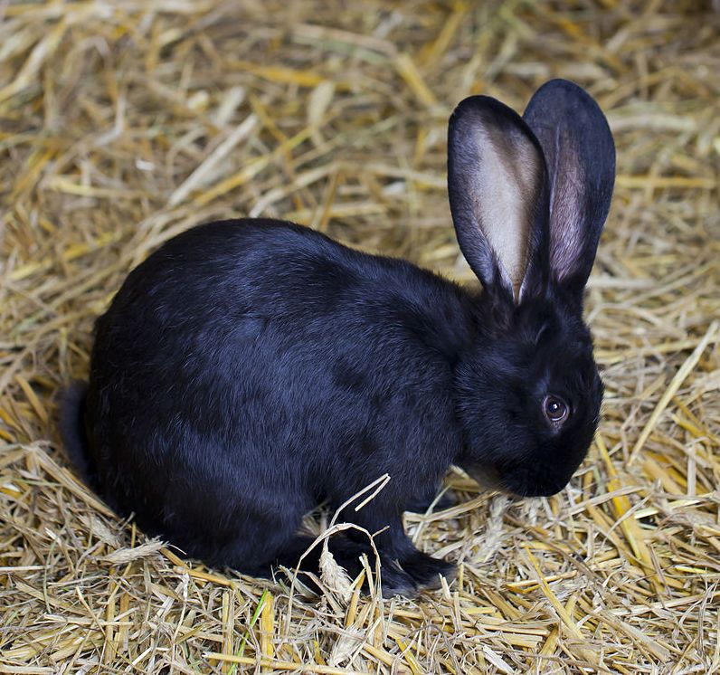 Pix the Rabbit