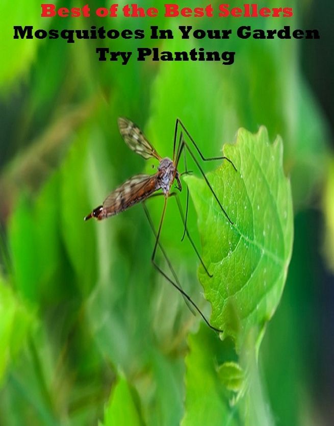 Best of the Best Sellers Mosquitoes In Your Garden Try Planting ( flower, vegetable, herb, shrub, weed, vegetation, greenery, flora, herbage, verdure)