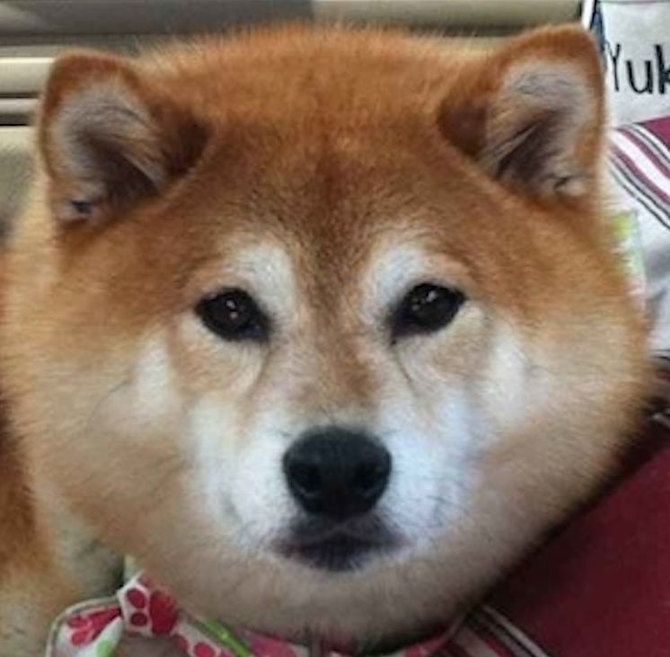 Four Paws, One Heart Book