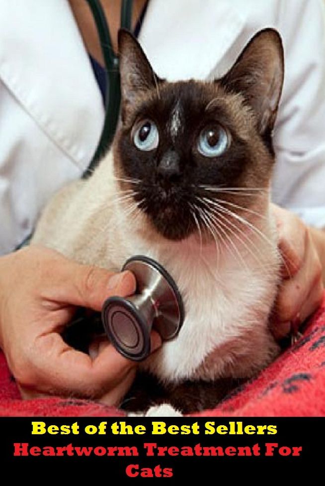 Best of the best seller Heartworm Treatment For Cats(dog,lover,treasure,beloved,cat,darling,dear,evergreen,idol,jewel)