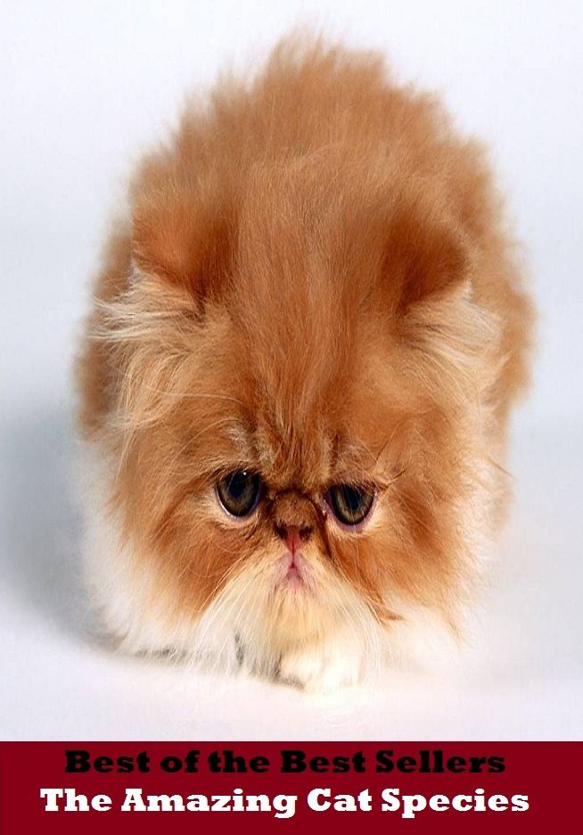 Best of the best seller The Amazing Cat Species(dog,lover,treasure,beloved,cat,darling,dear,evergreen,idol,jewel)
