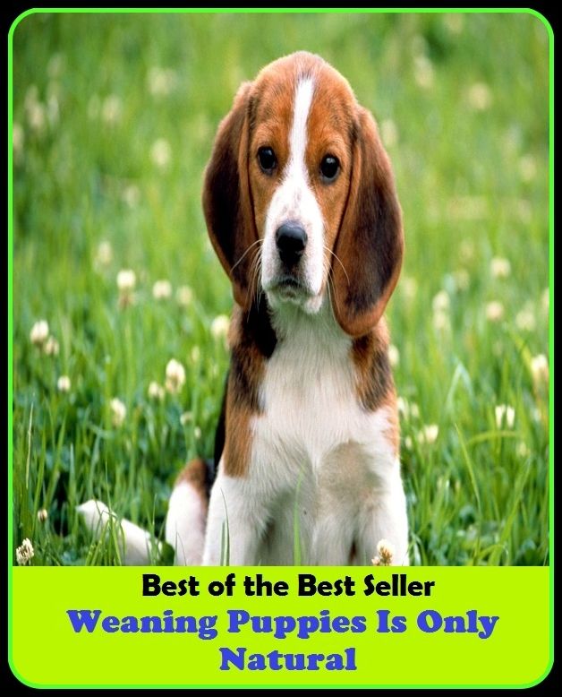Best of the best sellers Weaning Puppies Is Only Natural ( way, method, means, technique, mode, system, approach, manner, line of attack, routine )