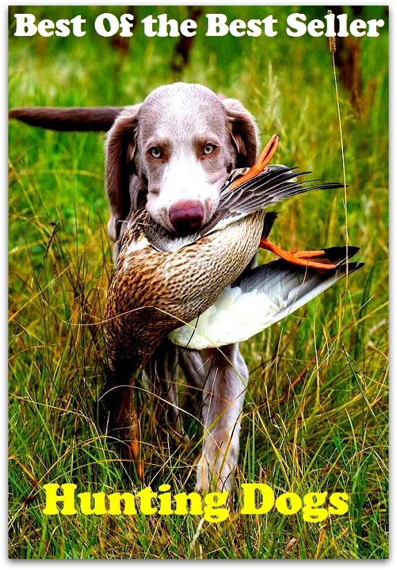 Best of the best seller Hunting Dogs(angling,fishery,fishing,shooting,coursing,falconry,fowling,hawking,sporting,stalking)
