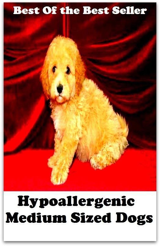 Best of the best seller Hypoallergenic Medium Sized Dogs(dog,lover,treasure,beloved,cat,darling,dear,evergreen,idol,jewel)