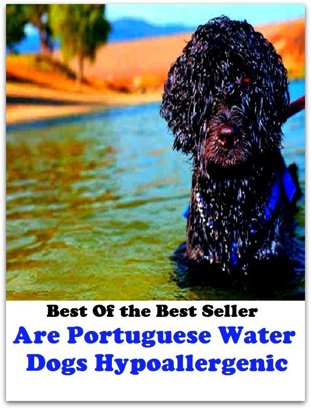 Best of the best seller Are Portuguese Water Dogs Hypoallergenic(dog,lover,treasure,beloved,cat,darling,dear,evergreen,idol,jewel)