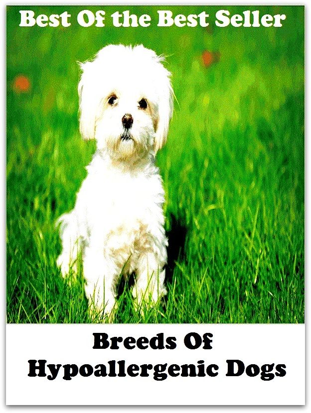 Best of the best seller Breeds Of Hypoallergenic Dogs(dog,lover,treasure,beloved,cat,darling,dear,evergreen,idol,jewel)