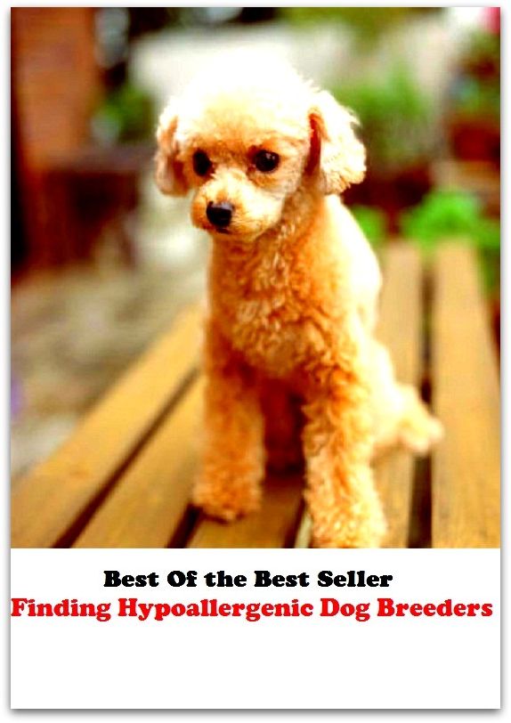 Best of the best seller Finding Hypoallergenic Dog Breeders(dog,lover,treasure,beloved,cat,darling,dear,evergreen,idol,jewel)