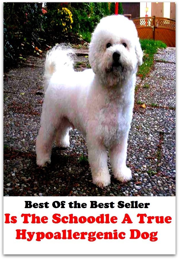 Best of the best seller Is The Schoodle A True Hypoallergenic Dog(dog,lover,treasure,beloved,cat,darling,dear,evergreen,idol,jewel)