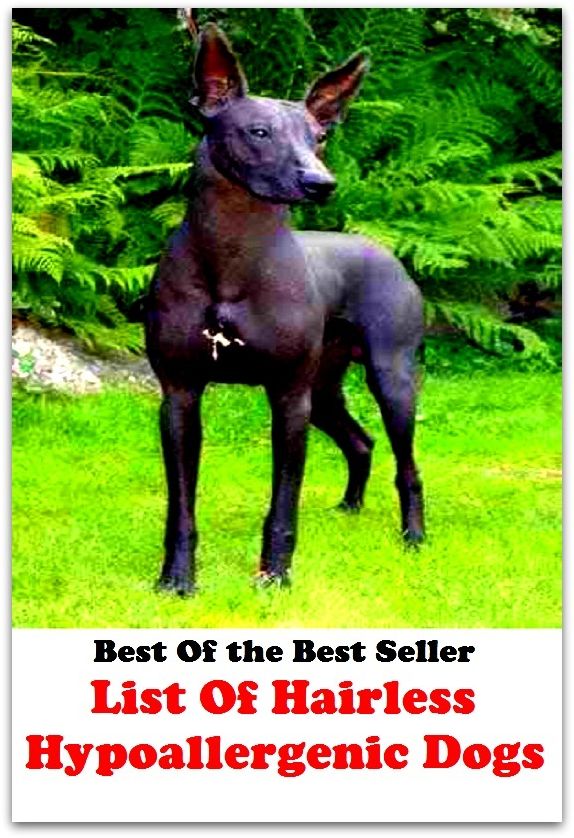 Best of the best seller List Of Hairless Hypoallergenic Dogs(dog,lover,treasure,beloved,cat,darling,dear,evergreen,idol,jewel)