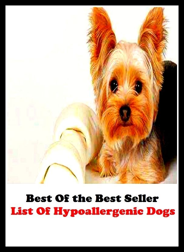 Best of the best seller List Of Hypoallergenic Dogs(dog,lover,treasure,beloved,cat,darling,dear,evergreen,idol,jewel)