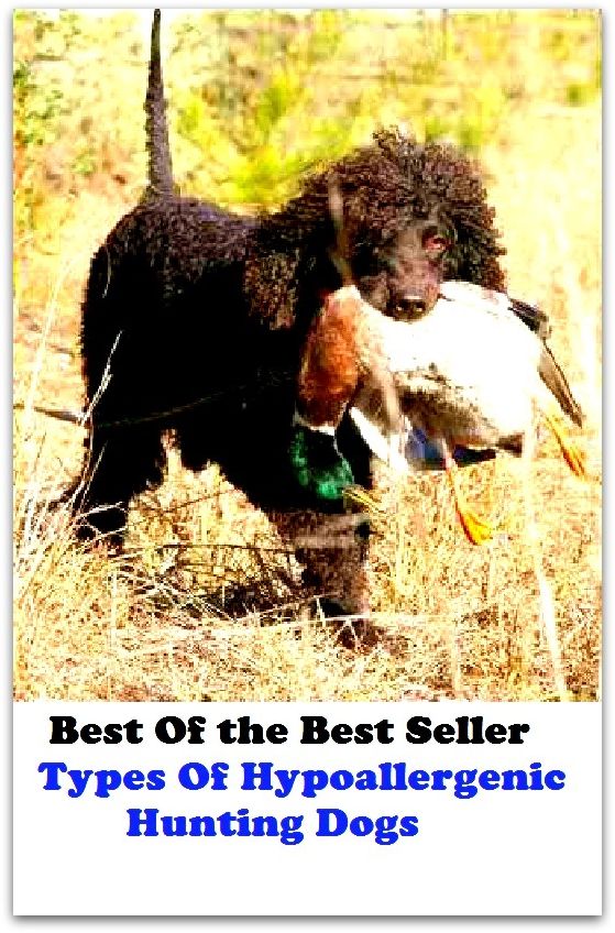 Best of the best seller Types Of Hypoallergenic Hunting Dogs(dog,lover,treasure,beloved,cat,darling,dear,evergreen,idol,jewel)