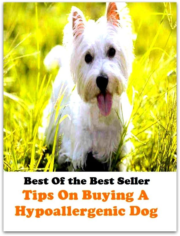 Best of the best seller Tips On Buying A Hypoallergenic Dog(dog,lover,treasure,beloved,cat,darling,dear,evergreen,idol,jewel)