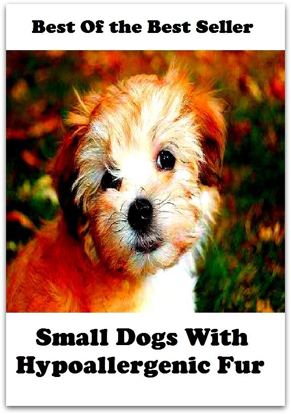 Best of the best seller Small Dogs With Hyopallergenic Fur(dog,lover,treasure,beloved,cat,darling,dear,evergreen,idol,jewel)