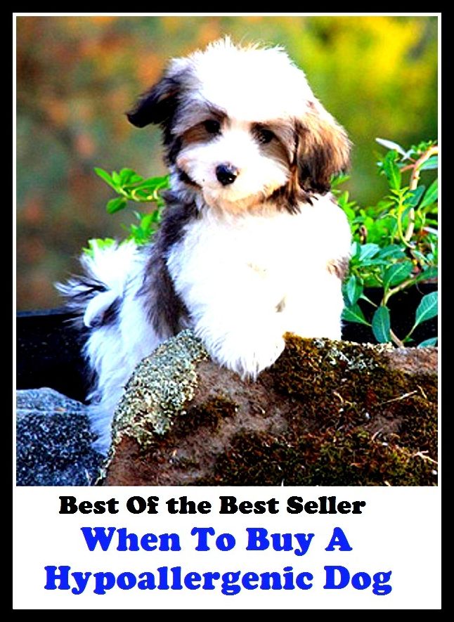 Best of the best seller When To Buy A Hypoallergenic Dog(dog,lover,treasure,beloved,cat,darling,dear,evergreen,idol,jewel)