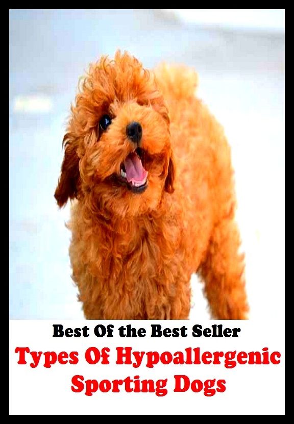 Best of the best seller Types Of Hyoallergenic Sporting Dogs(dog,lover,treasure,beloved,cat,darling,dear,evergreen,idol,jewel)