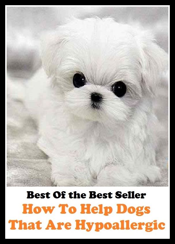 Best of the best seller How To Help Dogs That Are Hypoallergic(dog,lover,treasure,beloved,cat,darling,dear,evergreen,idol,jewel)