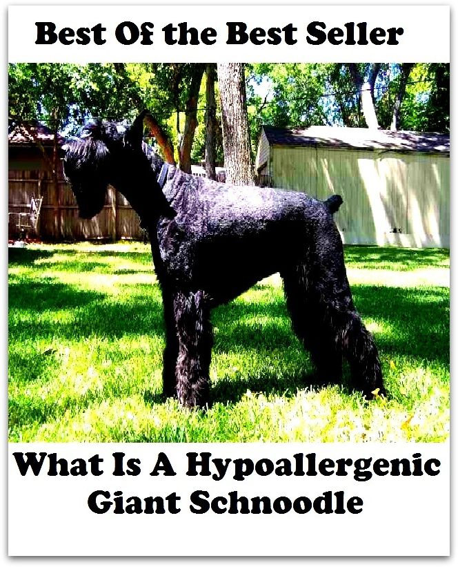 Best of the best seller What Is A Hypoallergenic Giant Schoodle(dog,lover,treasure,beloved,cat,darling,dear,evergreen,idol,jewel)