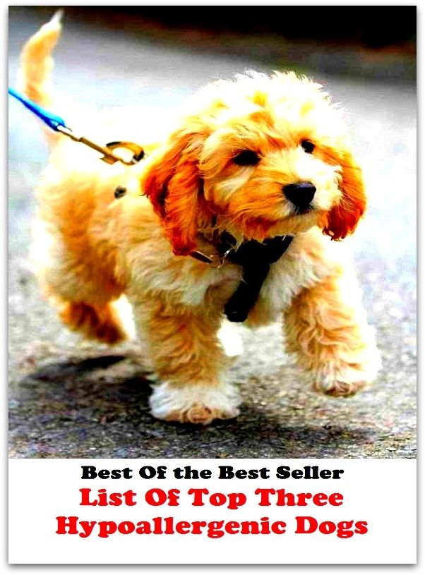 Best of the best seller List Of Top Three Hypoallergenic Dogs(dog,lover,treasure,beloved,cat,darling,dear,evergreen,idol,jewel)