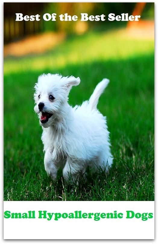 Best of the best seller Small Hypoallergenic Dogs(dog,lover,treasure,beloved,cat,darling,dear,evergreen,idol,jewel)