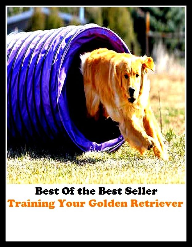 Best of the best seller Training Your Golden Retriever(dog,lover,treasure,beloved,cat,darling,dear,evergreen,idol,jewel)