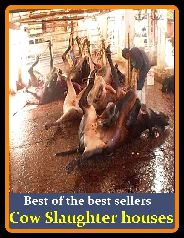 Best of the besrt sellers Cow Slaughterhouses ( cow pie, cow pony, cow pool, cow shark, cow shot, cow tipping, cow tree, cow's head, cow's lung wort, cow-nosed ray)