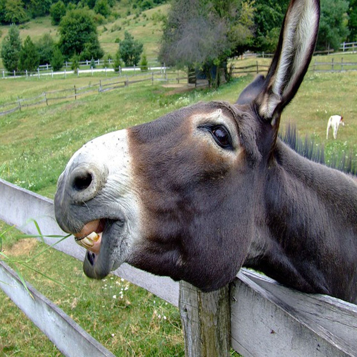 Me and the Donkey