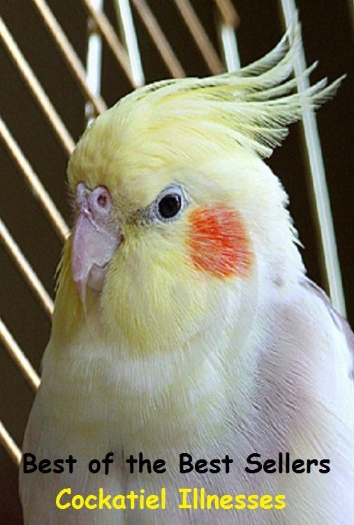 Best of the Best Sellers Cockatiel Illnesses (ailment, breakdown, collapse, disability, disorder, disturbance, flu, malady, relapse, seizure, sickness)