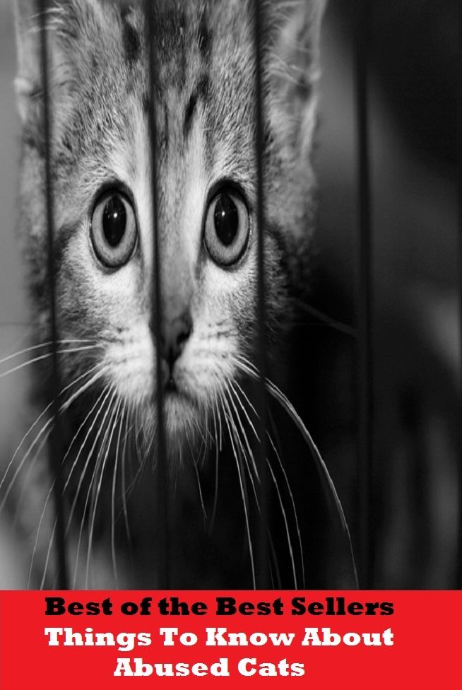 Best of the best seller Things To Know About Abused Cats(dog,lover,treasure,beloved,cat,darling,dear,evergreen,idol,jewel)