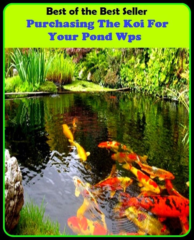 Best of The Best Sellers	Purchasing The Koi For Your Pond Wps (- basin, lagoon, pool, puddle, dew, millpond, splash, duck pond, lily pond, small lake)