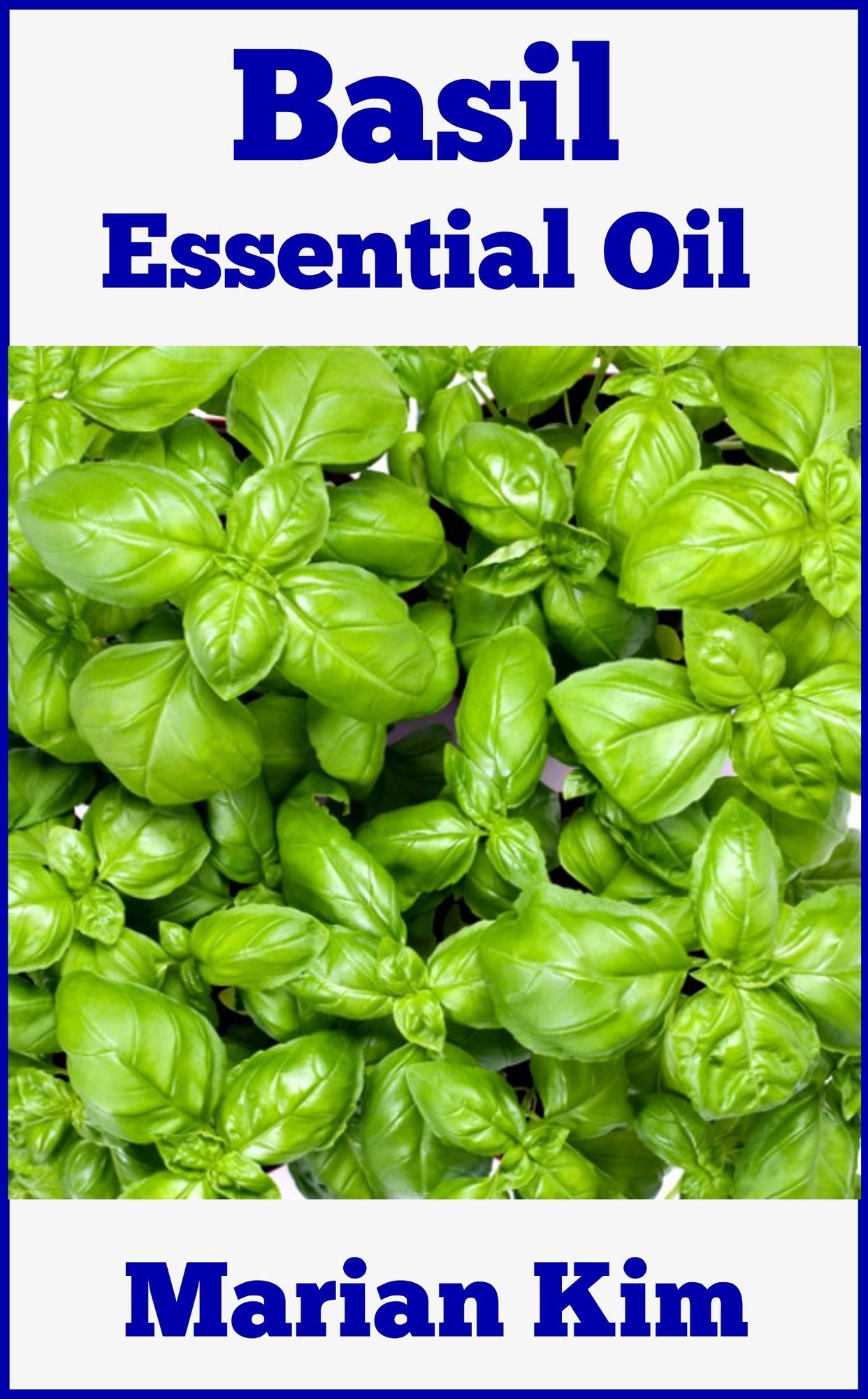 Basil Essential Oil