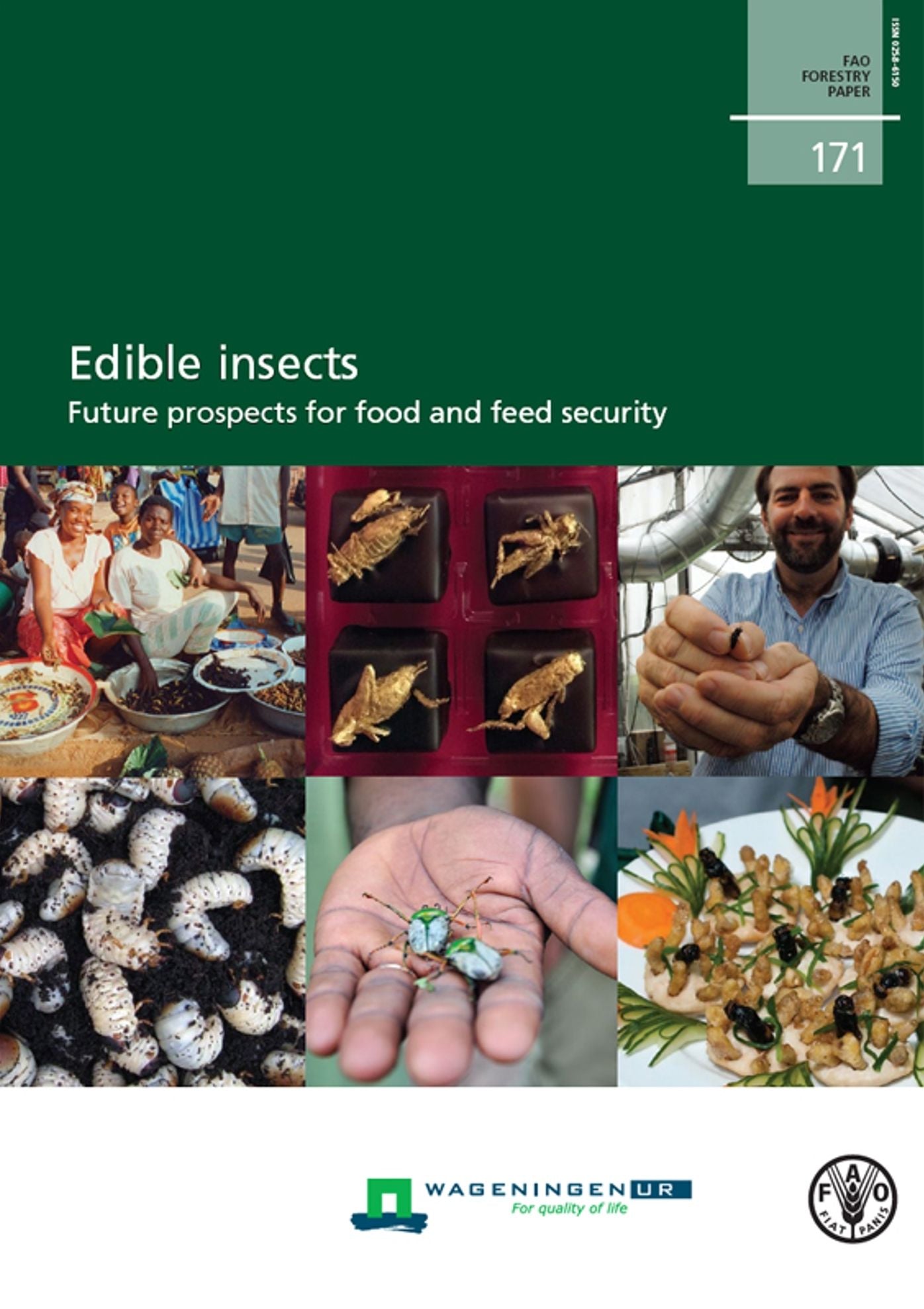 Edible insects