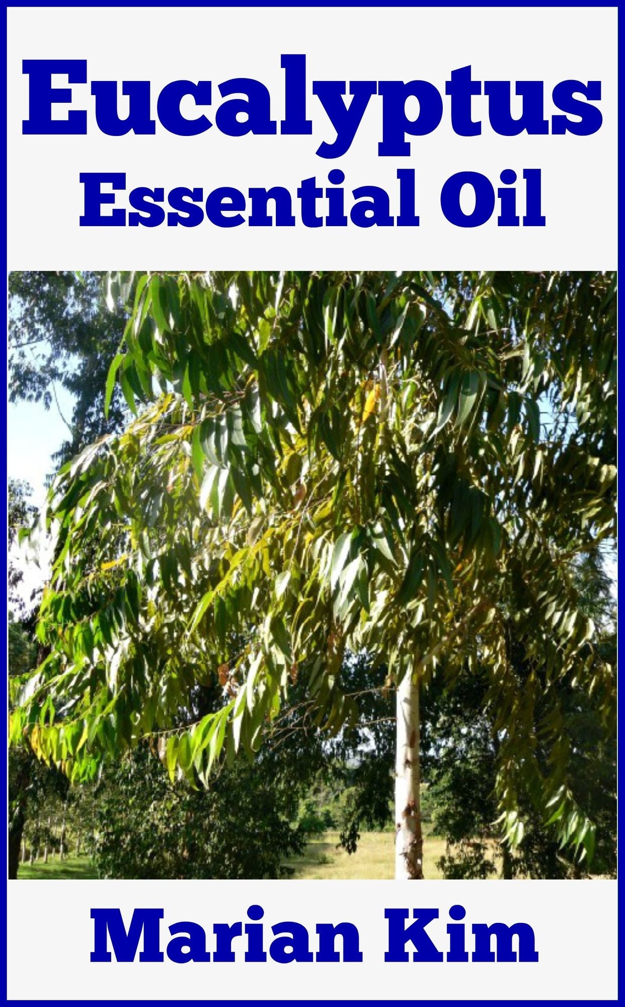 Eucalyptus Essential Oil