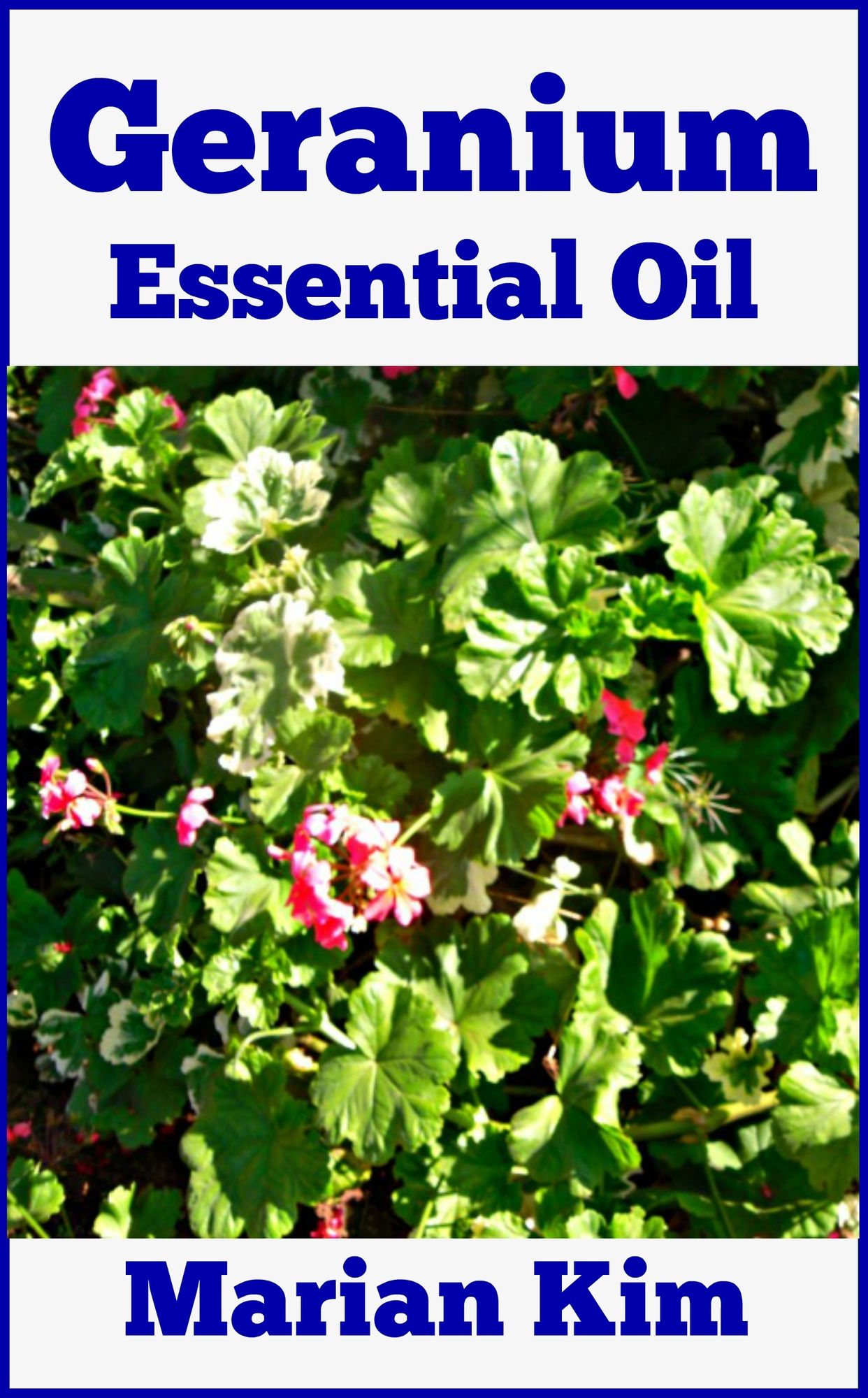 Geranium Essential Oil